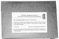 Lecanosticta acicola image